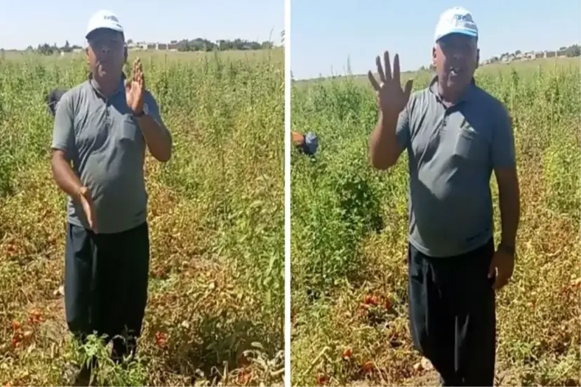 Domates eken çiftçinin zararı büyük! Tarlanın ortasında yaptığı hesapla Tarım Bakanı'na isyan etti