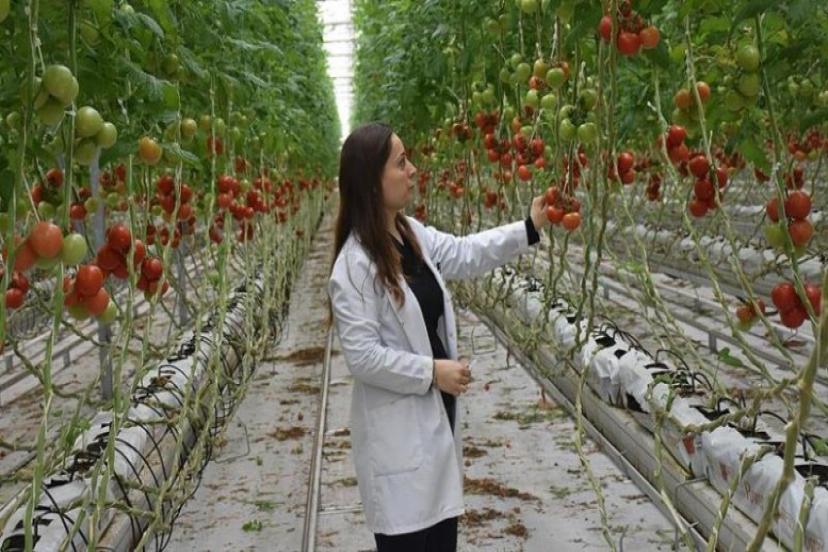 Domates Üreticisi Tepkili! Bizde 7 TL İken Markette Nasıl 20-30 TL Oluyor?