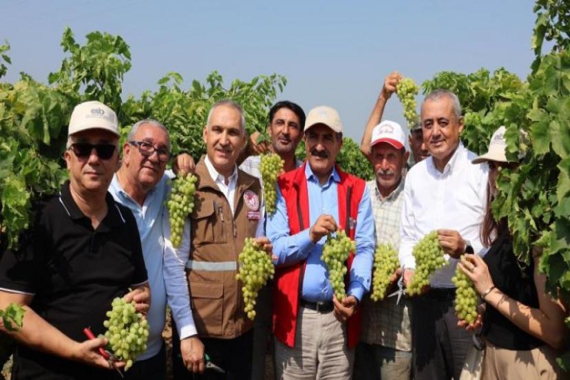 Dünyaca ünlü çekirdeksiz Sultani üzümde hasat başladı