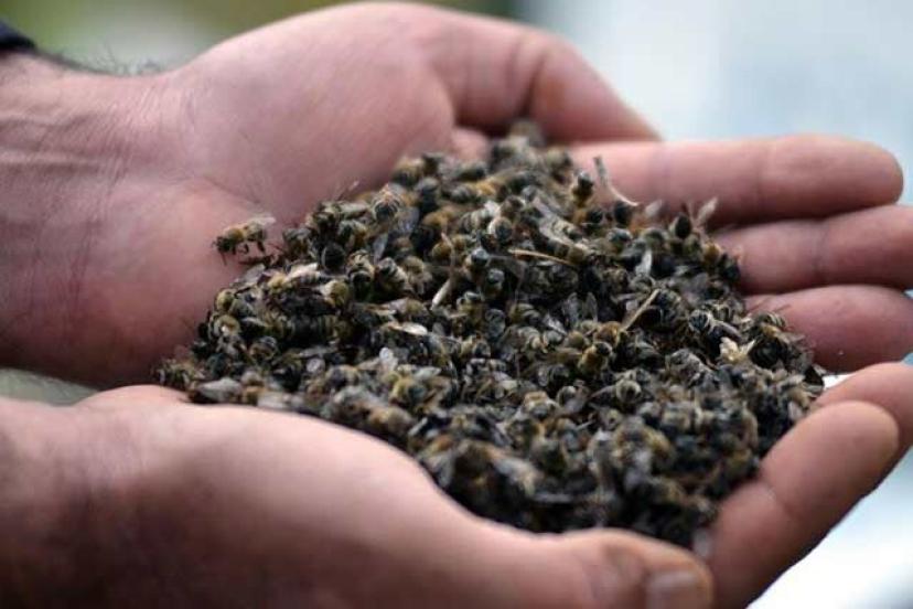 Dünyanın geleceği arılara bağlı