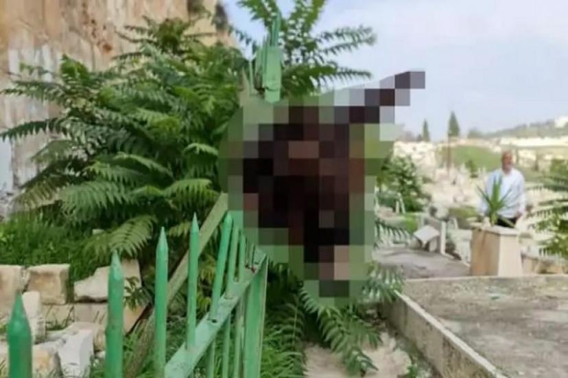 Fanatik bir Yahudi, Mescid-i Aksa yakınındaki Müslüman mezarlığına eşek başı astı
