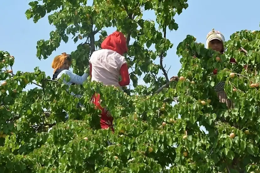 Fiyatı 80 TL'den 360 TL'ye çıktı: Artık marketlerde değil eczanelerde satılacak