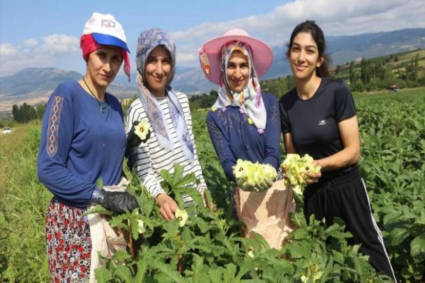 Fiyatı gram altını geçti: Kilosu 3 bin 500 TL'den satılıyor