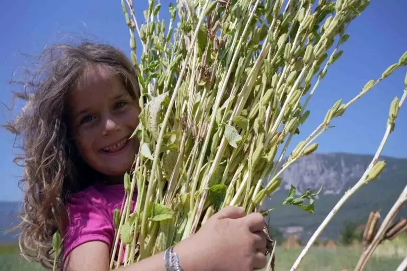 Geçen yıl 150 liraydı! Japonlar kapıda bekliyor, üretici işçi bulamıyor