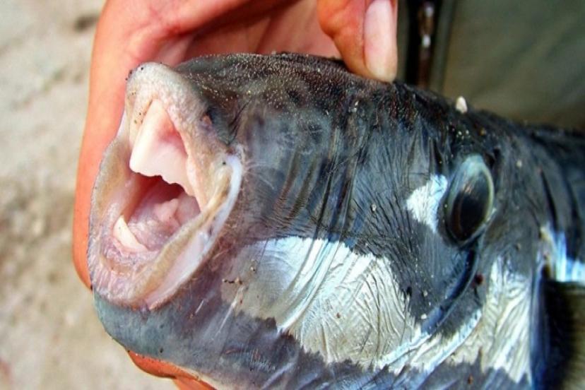 Gramı Bir Milyon Euro: Bakanlık Harekete Geçti, Ekonomiye Kazandırılacak