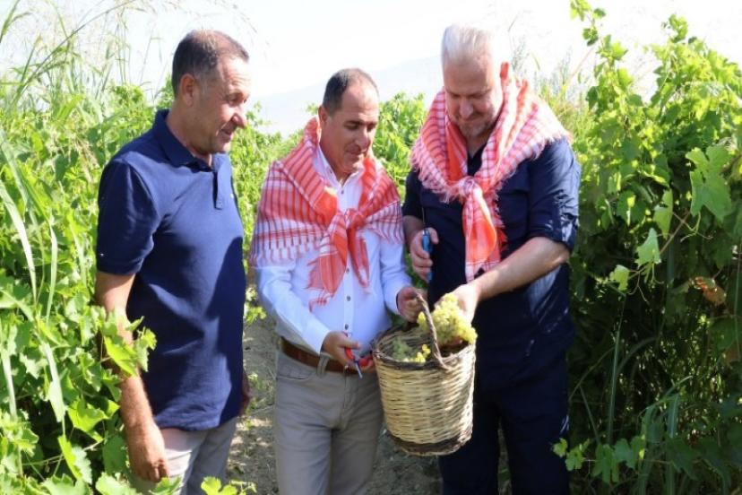 Hasatta Başkan Var! Üzüm Kesti, Yıkadı, Serdi