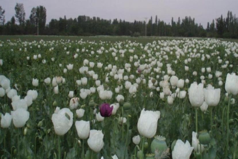  Hindistan'a haşhaş tohumu ihracatındaki kriz çözüldü