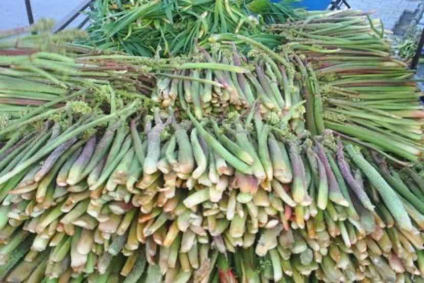 Işgın’dan Kanser İlacı Yolda