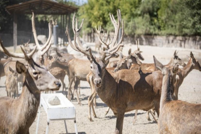 İyileşen kızıl geyik Paşa yeni yuvasında