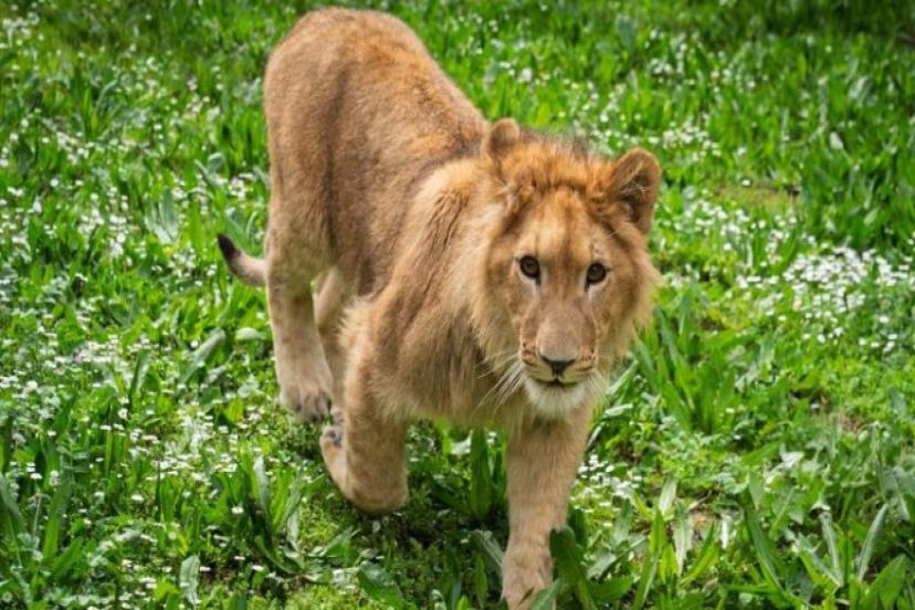 İzmir’de bir çiftlikten kurtarılan yavru aslan koruma altına alındı