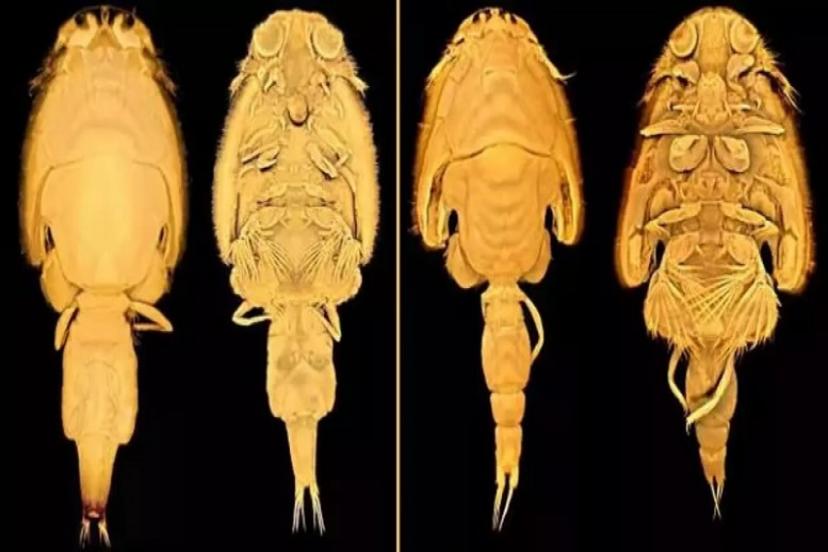 İzmir Körfezinde 2 Yeni Parazit Keşfedildi