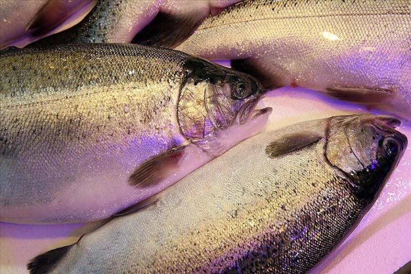 Karadeniz Somonu Yılın 5 Ayında 39 Ülkeye İhraç Edildi