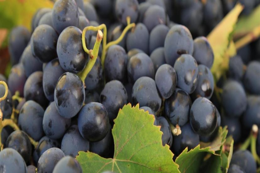 Kavacık Üzümü'ne verilen coğrafi işaret belgesi yöre halkına anlatıldı: Şimdi hedef Avrupa!