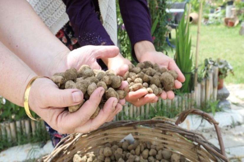 Kilogramı 750 TL’yi Bulan Salep Buca’da Üretilecek