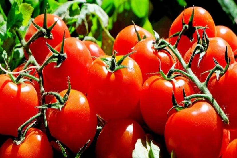 Kilosu 10 TL'den 4 TL 'ye İndi! Tarlada 70 Kuruşa Düştü Alan Yok! 