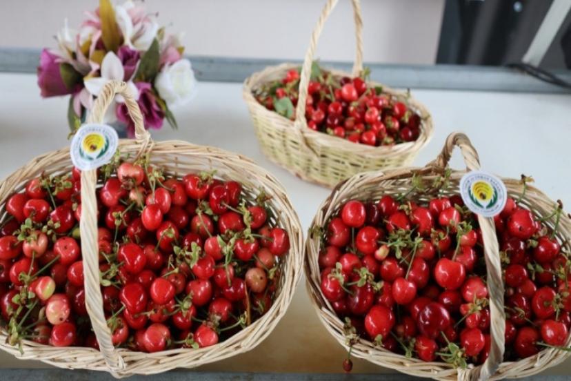 Kiraz üreticisi günlük 2 bin TL'ye işçi bulamıyor