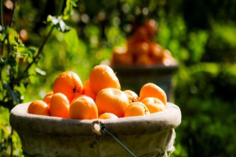 ​Koronavirüse karşı topyekün seferberlik: İhracatçılar güç birliğinde