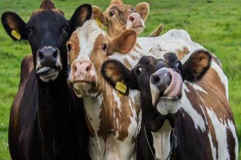 Kurban Bayramı Ne Zaman 2022? Kurban Bayramına kaç gün kaldı, bayram tatili kaç gün?