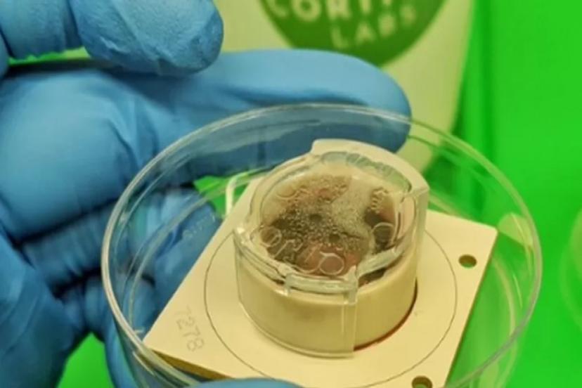 L﻿aboratuvar ortamında üretilen beyin hücreleri bilgisayar oyunu oynadı