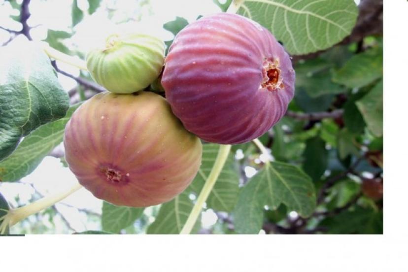 Lezzet deposu taze Siyah İncirin İhracat yolculuğu başladı