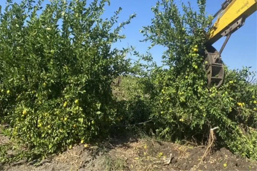 Limonun kilosu 100 TL'ya dayandı! Bakanlık konuya el atıyor