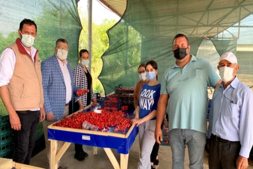 Milletvekili Sındır, “kiraz üreticisini pandemi değil pazara müdahaleler bitiriyor”