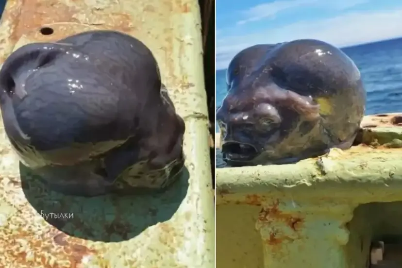 Okyanus derinliklerinden gelen gizemli canlı şaşkınlık yarattı