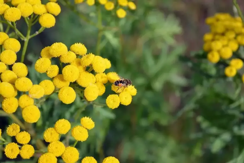 Ölmez Çiçeği'ni koparmanın cezası 388 bin TL