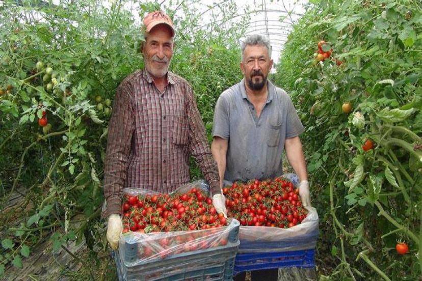 Örtü altı domateste hasatta sona yaklaşıldı