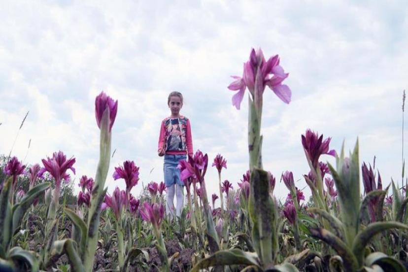 Özel izinle üretilen salep orkidesinin kilogramı bin liradan alıcı buluyor
