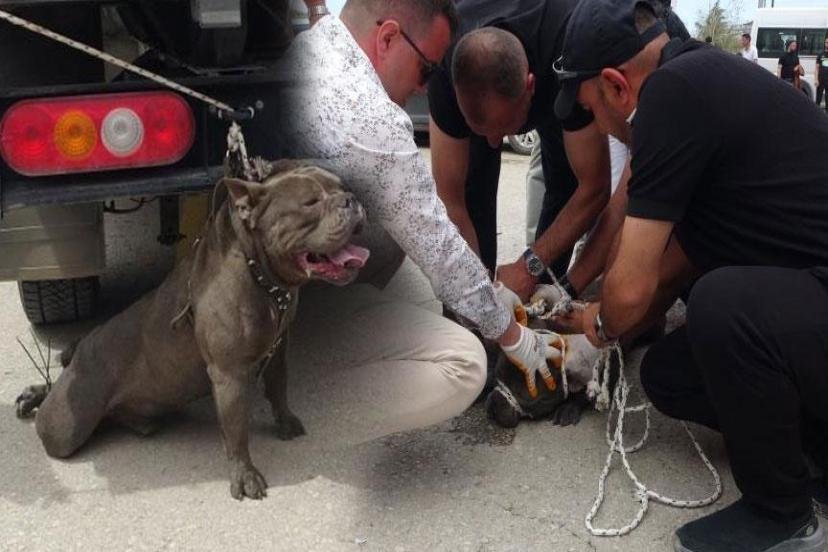 Pitbull kalabalığın arasına daldı! Bir kişi yaralandı, 4 kişi zor zapt etti