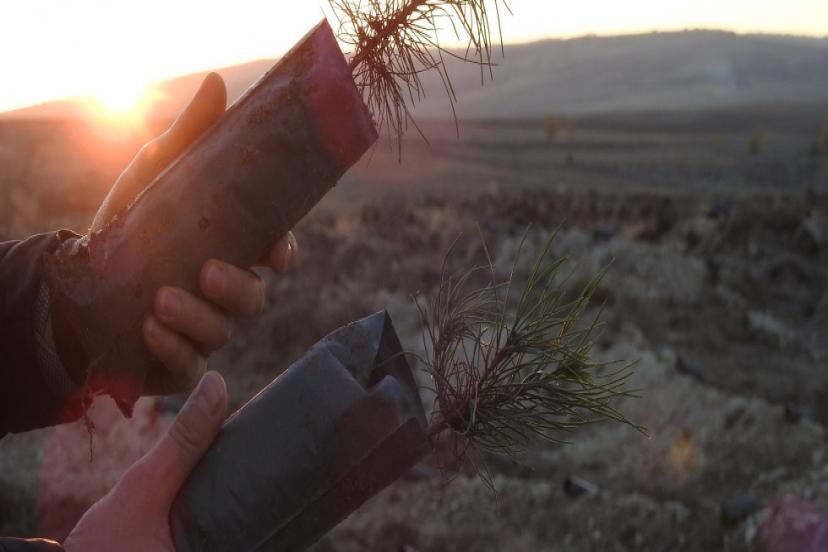 Rekorlar Kitabına Giren Çorum Türkiye'nin Doğa Sevgisini Dünya'ya Gösterdi