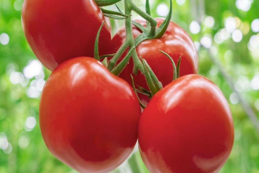 Rusya'ya Domates ihraç edilemedi! Semt pazarlarında fiyat 10 TL'ye düştü