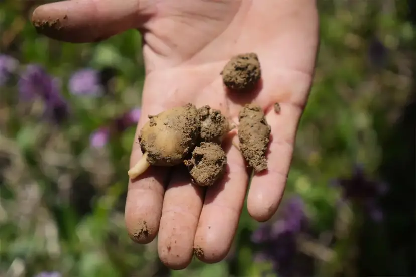 Samsun'da hasadı başlayan salep 3 bin liradan satılıyor