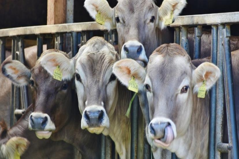 Şap hastalığı ile ilgili Bakan Kirişci'den açıklama: Aşı üretme çalışmaları tamamlandı
