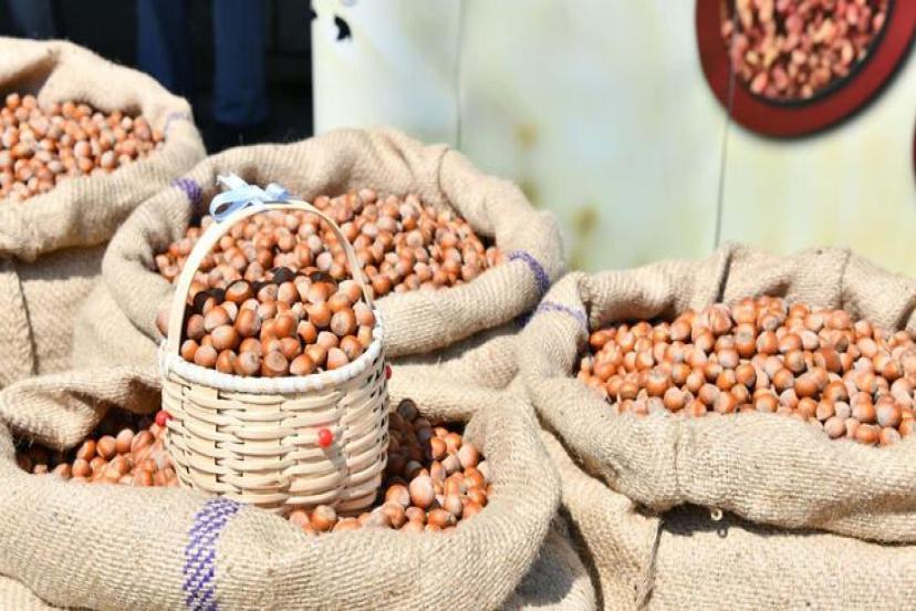 Sezonun ilk fındığı TMO tarafından 56 TL 10 kuruştan alındı