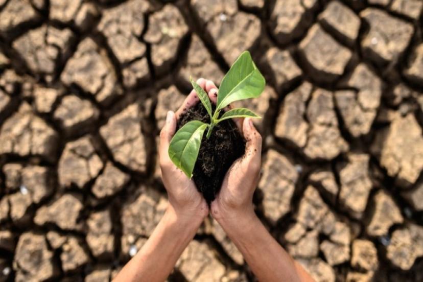 Su bitti, çare ‘topraksız tarım’