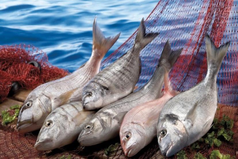 Su Ürünleri İhracatında Rekor Yılı