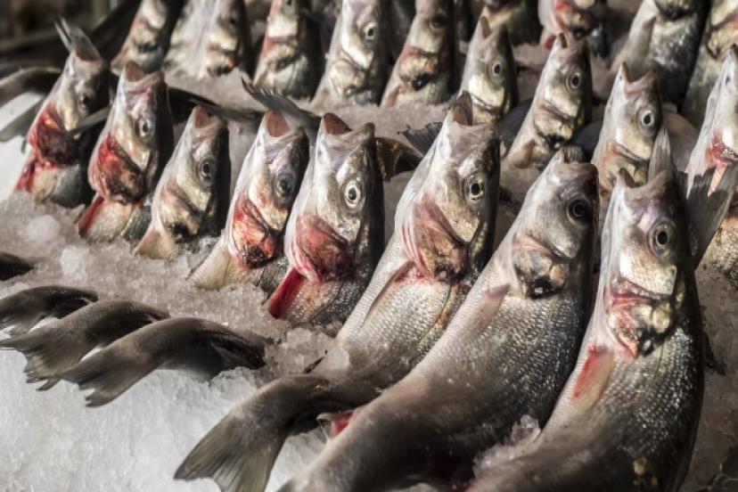 Türkiye Su Ürünlerinde Hedef Büyüttü: 2023 Hedefi 1 Milyar Dolar