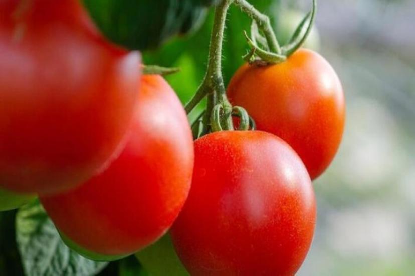 Tarlada 50 kuruş, markette 12 TL! Maliyetler iki kat arttı