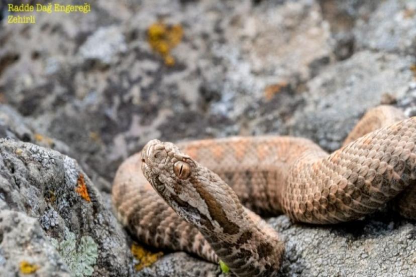 Tehlike Sandığımız Denge: Yılanların Gerçek Yüzü