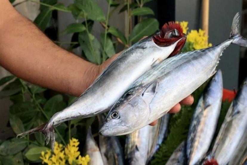 Tezgahlar doldu taştı: Vatandaş bu yıl palamuta doyacak!