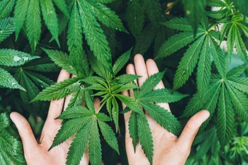 Tıbbi Kenevir Üretiminde Yeni Dönem Başlıyor