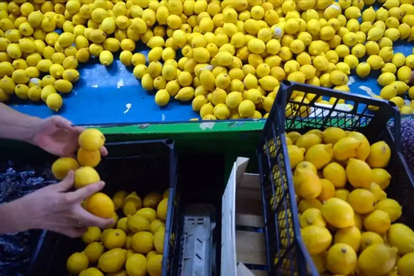 Ticaret Bakanlığı limon ihracatını durdurdu