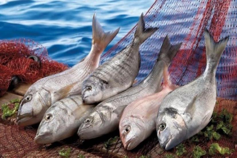 Türkiye Bir Rekor Daha Kırdı: Su Ürünleri Ve Hayvansal Mamulleri ihracatta 2,5 Milyar Doları Geçti