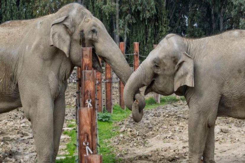 Türkiye’de doğan ilk fil İzmir 14 yaşında