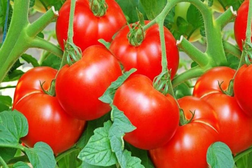 Türkiye'nin yaş meyve sebze ihracatının şampiyonu kiraz ve domates oldu