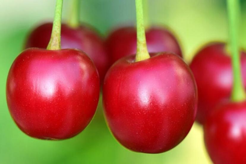 Türkiye'nin Tescilli 10'uncu kiraz Kemalpaşa'dan