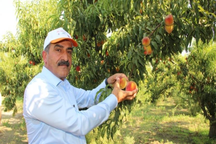 Türkiye şeftali ve nektarin üretiminde dünya üçüncüsü, ihracatında dünya ikincisi
