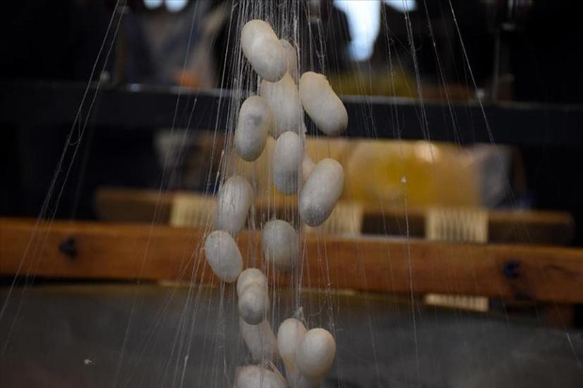 Türkiye'de koza üretiminin 100 tonu aşması bekleniyor